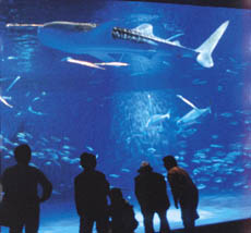 Image of Kagoshima City Aquarium